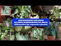 Magagandang Halaman Na Hindi Makakabutas ng Bulsa / Alternative for Expensive Plants