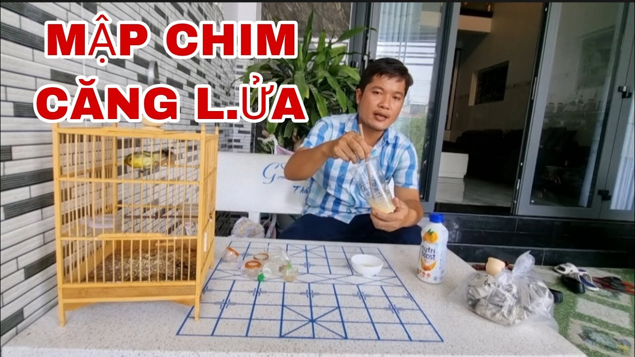 CHIA SẼ BÍ QUYẾT NUÔI CHIM HÚT MẬT 5MAU CĂNG L.ỬA MẬP CHIM HÓT NHIỀU @canmientay