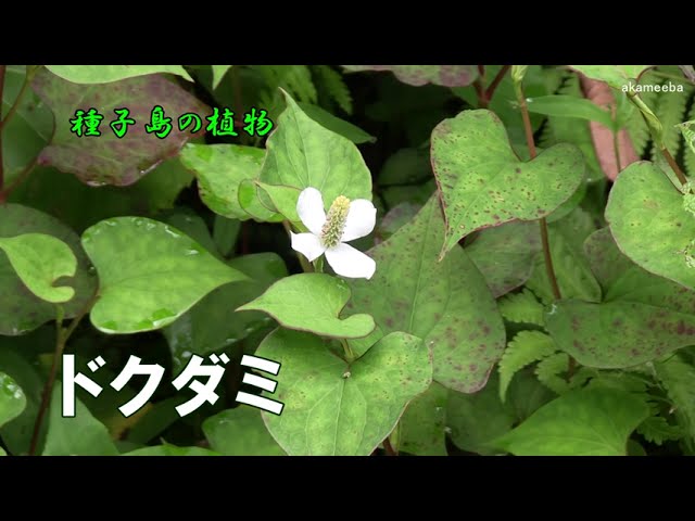 ドクダミ 初夏のころ茎先に花穂を出し小さい花を多数咲かせ4個の白い総苞片をつけた開花風景令和4年 種子島の植物 Youtube