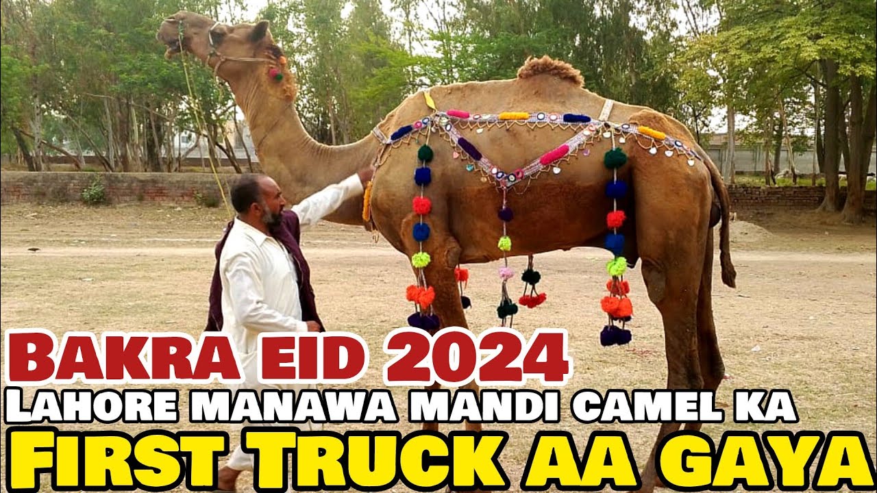 Lahore Manawa Mandi Latest Update Camel Sasta Hoge Qurbani 2024 YouTube