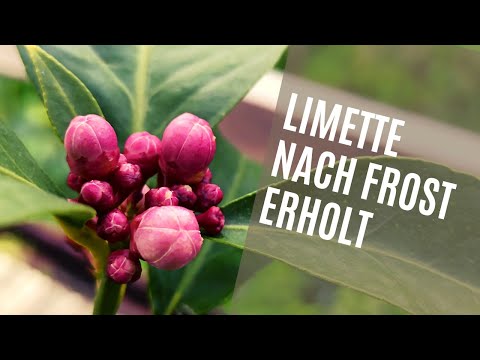 Zitruspflanzen nach Frostschaden: Warum sie jetzt wieder blühen
