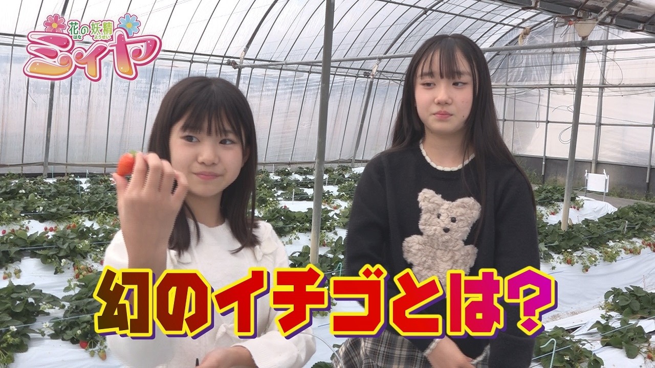 幻のイチゴが登場♪ 花の妖精たちは、赤い色が強く中まで真っ赤な苺『レッドパール』を試食♪ 好きな苺のランキングに変動はあったかな？