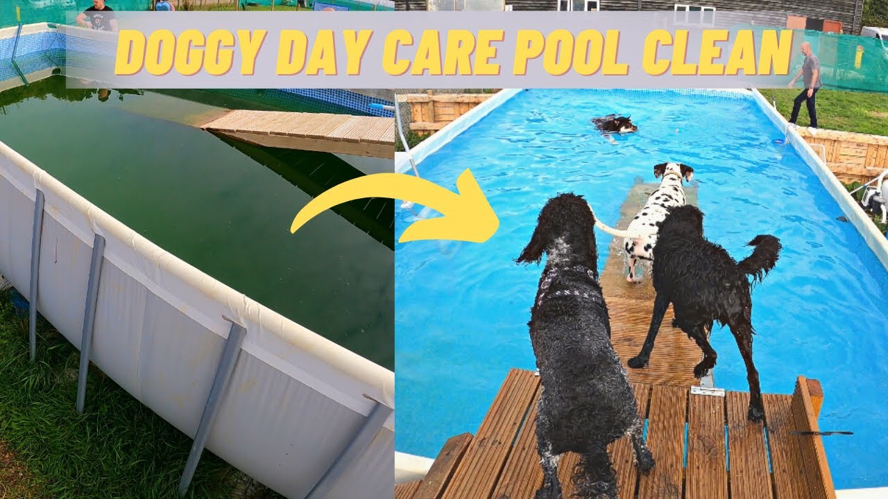 POOL CLEAN AT DOGGY DAY CARE YouTube