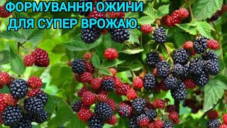 видео: ОСІННЯ ПОСАДКА І ФОРМУВАННЯ ОЖИНИ ДЛЯ СУПЕР ВРОЖАЮ🫐#посадкаіформуванняожини#обрізкаожини#врожайожини картинка: ОСІННЯ ПОСАДКА І ФОРМУВАННЯ ОЖИНИ ДЛЯ СУПЕР ВРОЖАЮ🫐#посадкаіформуванняожини#обрізкаожини#врожайожини