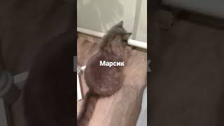 Марсик.