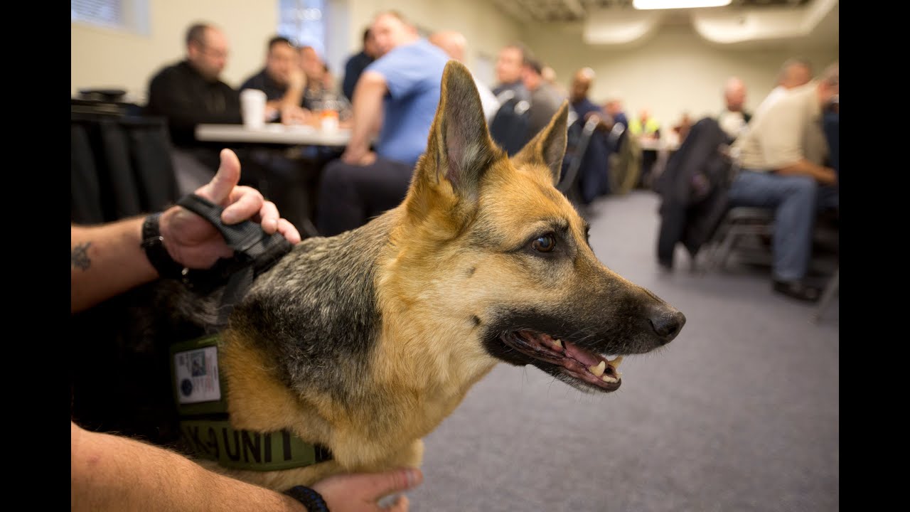 Police Receive Aggressive Dog Training in Cleburne - YouTube