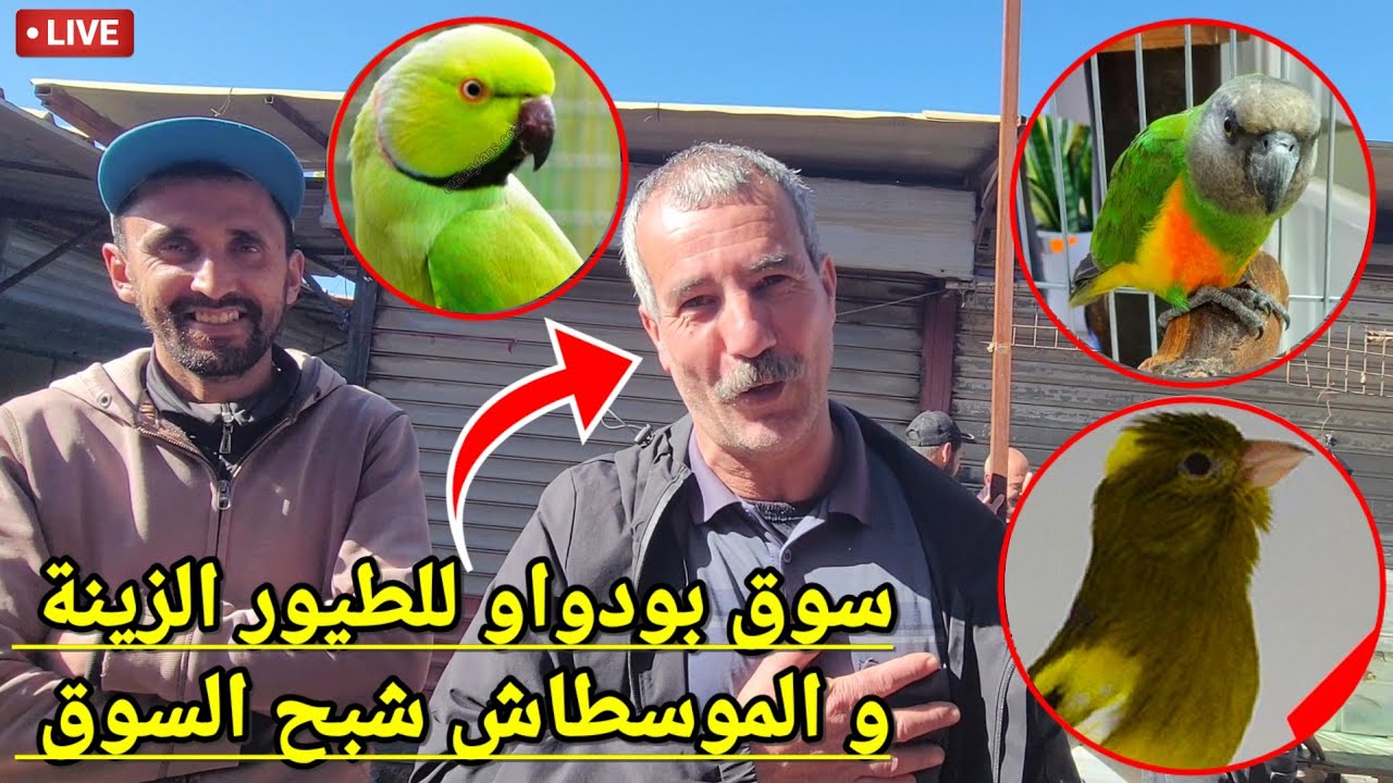 الحدث الابرز اليوم بسوق بودواو للطيور دخول كناري فس طفرة الرازا إسبانيور الذي يبحث عنه الكثير #طيور 