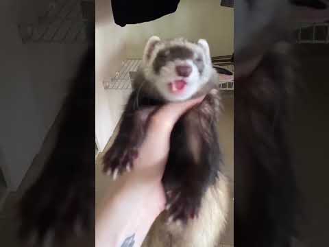 Have a nice day with ferrets kids - Little Reislin