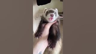 Have a nice day with ferrets kids - Little Reislin
