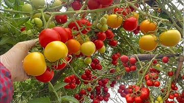 Cách Cắt Tỉa Cành Đúng Kỹ Thuật Cho Cà Chua Sai Quả