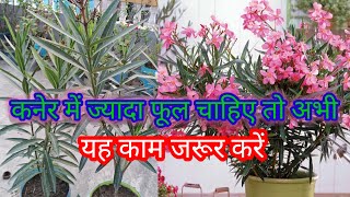 कनेर में ज्यादा फूल चाहिए  तो ये काम अभी जरूर करें @kavitascreativegarden1108 #floweringplant #