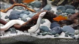 Ular Kadut Makan Ikan - Water Snake eats Sword Fish
