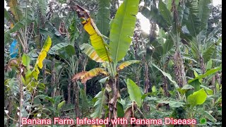 PANAMA DISEASE IN LAKATAN BANANA❗️❗️Ano ang sanhi at paano Ito ma prevent & control... Part I