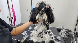 Saving a Neglected Shih Tzu: The Ultimate Matting Challenge  Dog Grooming Transformation