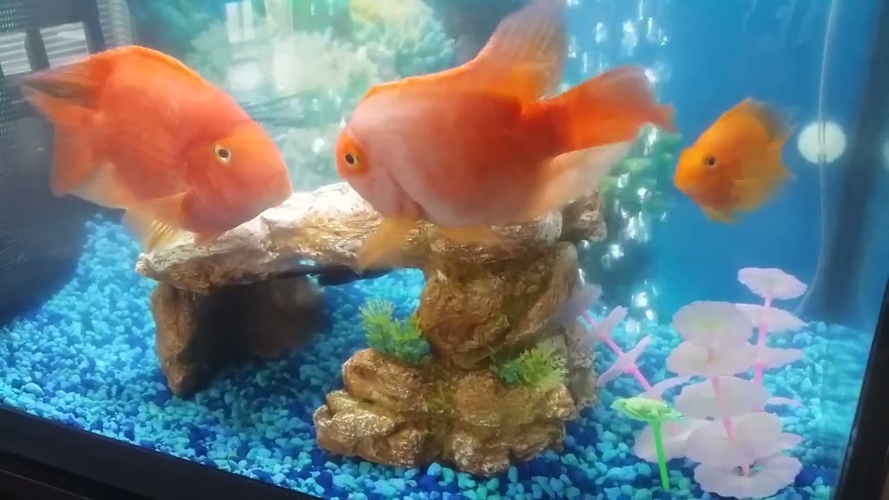 King Kong Parrot Cichlid Vs. Blood Red Parrot Cichlid Part 1