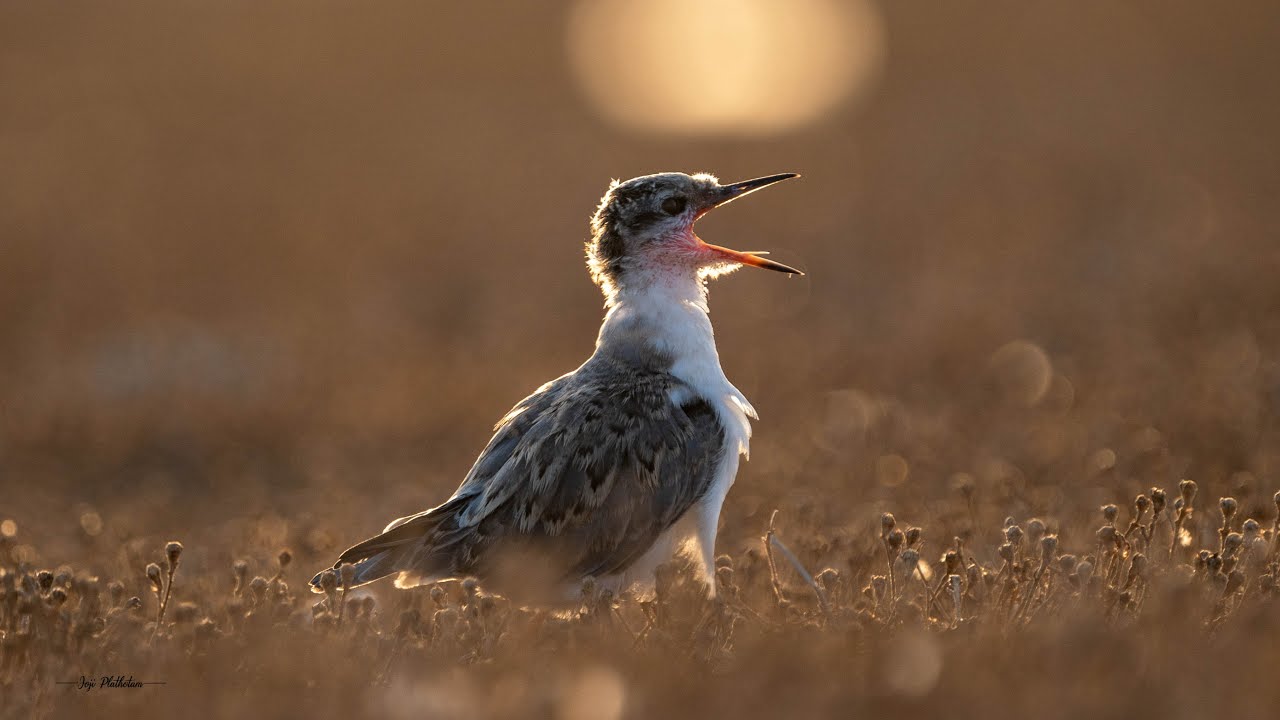 Pelagic Trip to Kubbar Island (Kuwait) 2nd July 2021