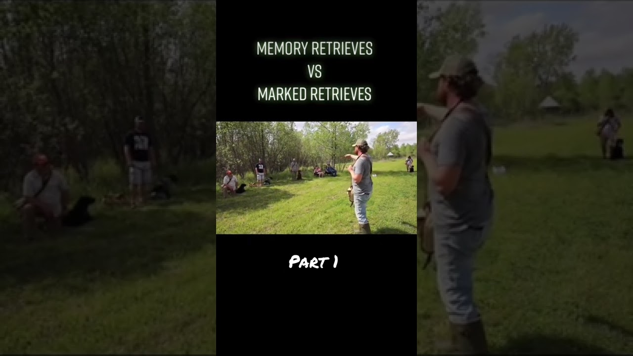 This is why we use Memory Retrieves 🙌🏻🦮 