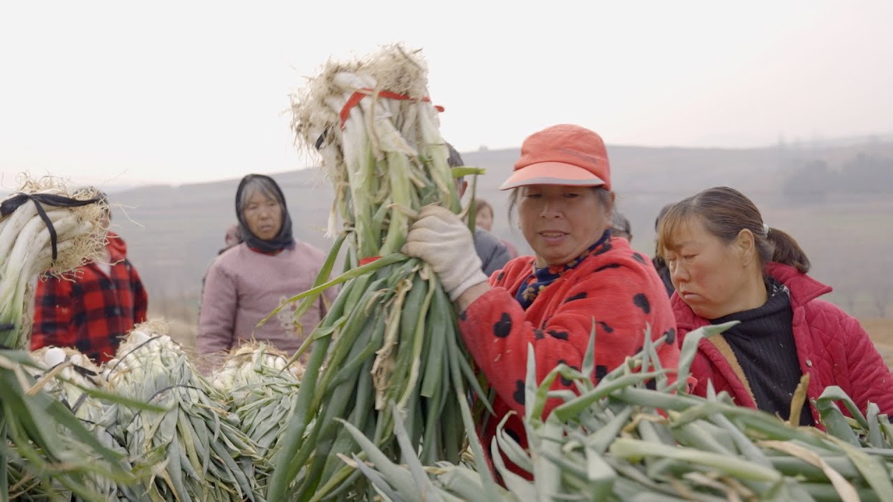 Volunteers assist Henan farmers to settle unsold vegetables