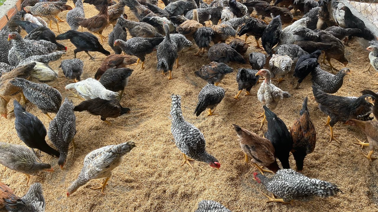 ចិញ្ចិមមាន់ស្រែលក្ខណៈគ្រួសាបែបណាឲ្យមានចំណូលវិលជុំ🐓🐓❤️តេឡេក្រាម077504459