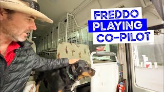Freddo the Rottweiler is CoPilot today on the Doggy Daycare Bus