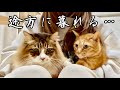 突然の家賃値上げ通知…猫たちと途方に暮れる…【元野良猫まるとら&ぽこまる】