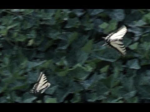 Western Tiger Swallowtail Slow Motion 240fps V22531