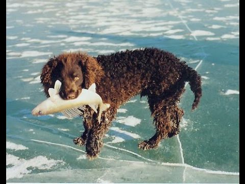 Perro de agua americano / Raza de Perro Perro De Agua Americano. Origen, Características, Alimentación, Cuidados, Curiosidades