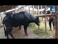 American Ranchers Raise 30 1 Million Beef Cattle This Way American Cow Farm Caw Farm 