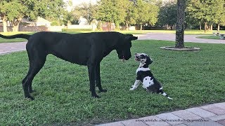 Great Dane Loves Playing With 8 Week Old Puppy