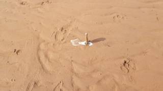 How to catch a Razor Fish / with salt water