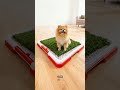 Stop Puppy Accidents Indoors 🐶🚽 | 3-Layer Dog Potty Training Grass Pad 🛍️ Buy now, link in bio🔥