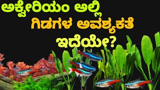 ಅಕ್ವೇರಿಯಂ ಗಳಲ್ಲಿ ಗಿಡಗಳ ಪ್ರಯೋಜನಗಳು|Benifits of live plants in aquarium in Kannada