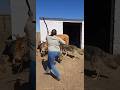 Brave Farm Woman Beats Back Two Wolves to Save Her Cow
