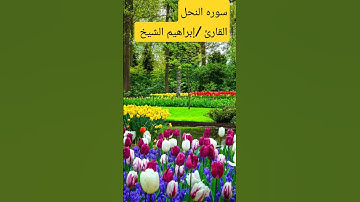تلاوه قصيره من سورة النحل   القارئ /إبراهيم الشيخ
