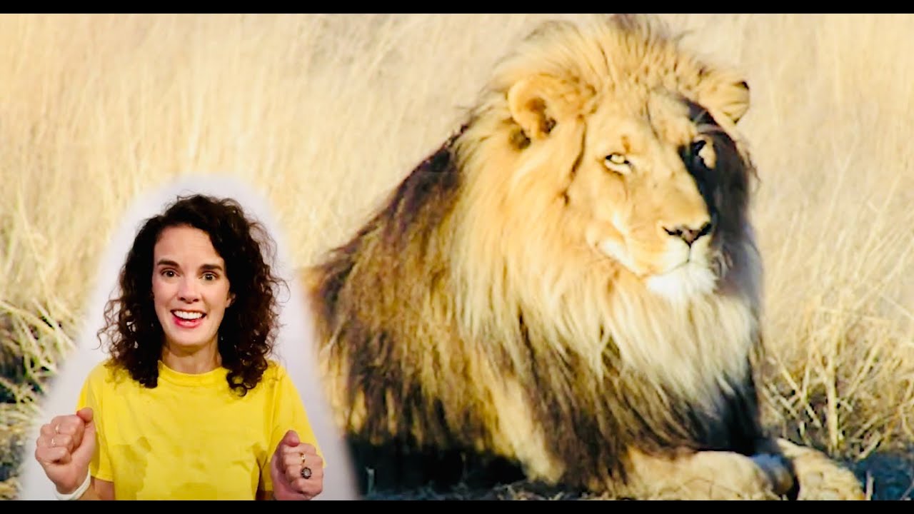 Learn Different Animals in Spanish | Spanish Lesson for Kids