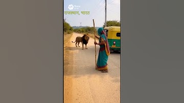 🎬 “It’s Not About Strength — It’s About Confidence! Fearless Grandma Faces Lion on the Road”