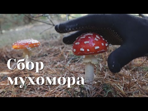 Сбор мухомора сезон 2022