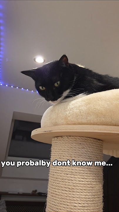 Join The OG squad 😎🤑 #adoreble #cat #comedy #funny #subscribe #lissi #pets #viral #cute #adorable