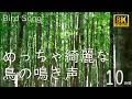 【10時間】めっちゃ綺麗な鳥の鳴き声🌿 安比高原の森｜8K自然音