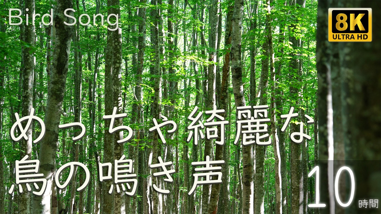 【10時間】めっちゃ綺麗な鳥の鳴き声🌿 安比高原の森｜8K自然音