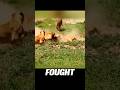 Rival Pride vs Lost Cub | Shocking Twist in Lion Territory Battle! #shorts