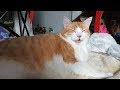 Cute cat meows with love