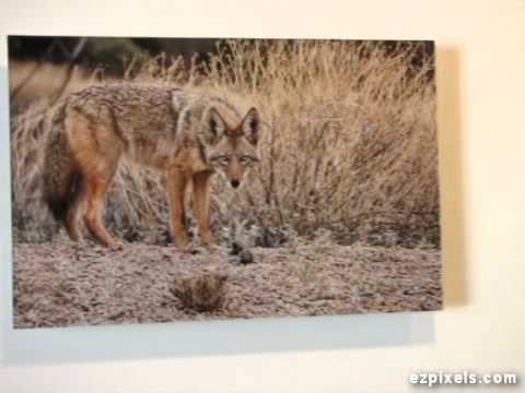 McDowell Sonoran Conservancy Photography Exhibit