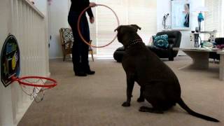 Staffy Baxter - Tricks