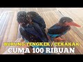 Update harga burung tengkek udang  cekakak 2024