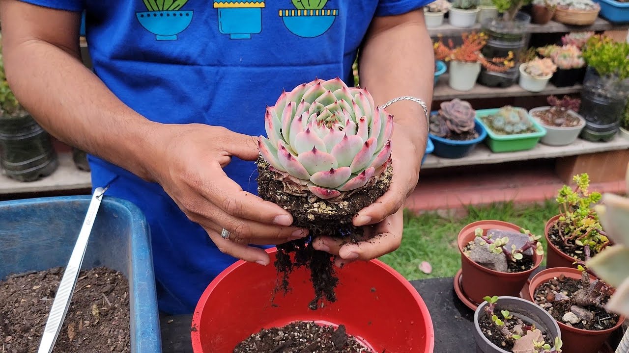 Porqué es IMPORTANTE TRASPLANTAR A LAS SUCULENTAS? | 5 razones que debes saber | Tips y más 😉