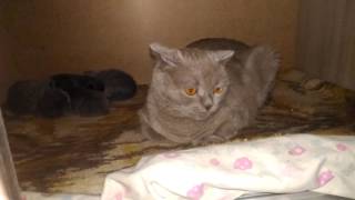Ксюша с котятами охраняет котят кошка и котята Ксюша с котятами охраняет котят кошка и котята