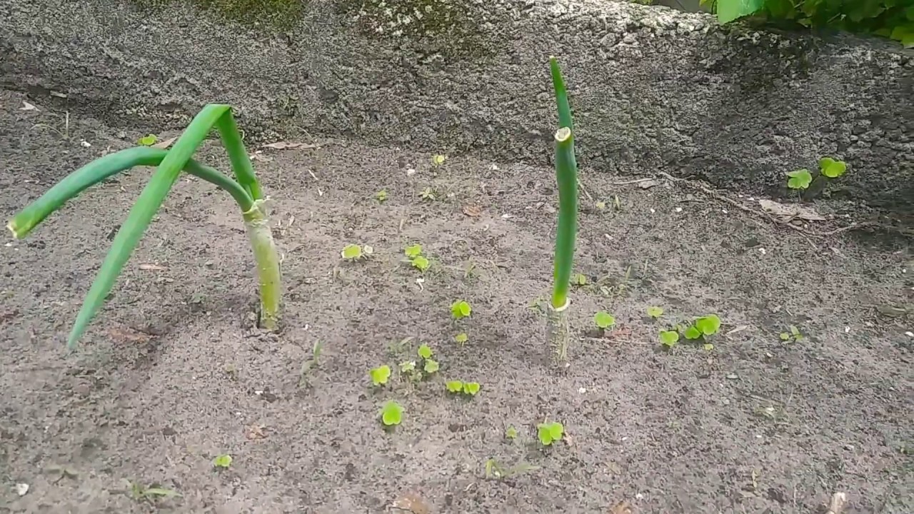 How to grow green onions, no seeds needed! (Part 2) 