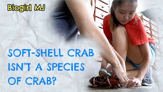 Any crab can be soft-shell crab? | Biogirl MJ screenshot 3