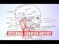 Anatomy tutorial  external carotid artery branches